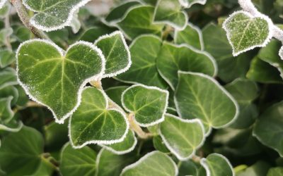 Grief and Joy: A New Year Reflection